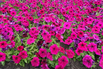 Lots of deep pink flowers of petunia