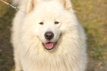 Samoyed Laika close-up