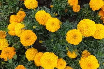 Flower heads of orange Tagetes erecta from above