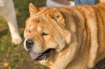 Sharpei dog Close-up