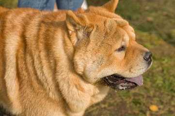 Sharpei dog Close-up