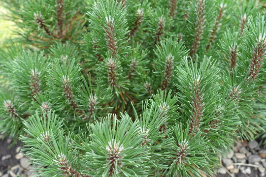 Green needles on branches of Pinus mugo
