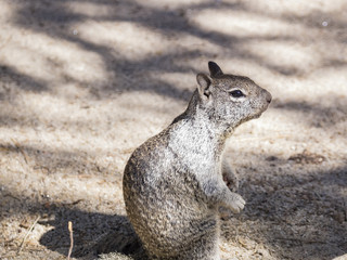 Cute squirrel walking around