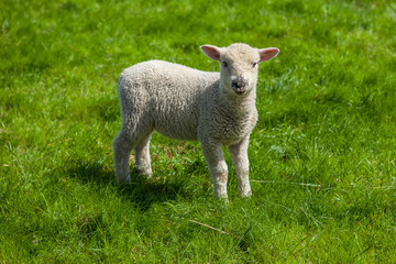 Naklejka na ściany i meble Lamb on green meadow