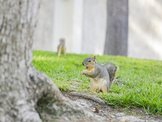 Naklejka na ściany i meble Cute squirrel with nut