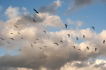 Seagulls flying in the afternoon