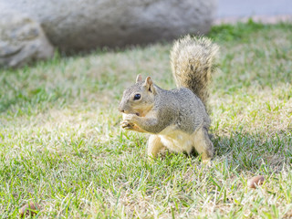 Cute squirrel with nut