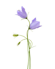 Two bellflowers isolated on white.