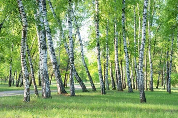 Peel and stick wall murals birch grove, forest trail, summer, green foliage