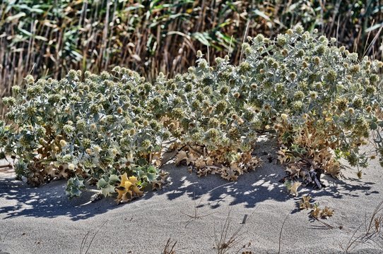 Eryngium maritimum