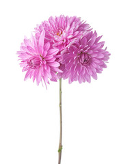 Branch with three flowers of  chrysanthemums isolated on white background