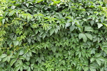 Bright lush green leafage of Parthenocissus quinquefolia