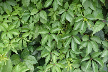Palmately compound leaves of Victoria creeper composed of five leaflets - obrazy, fototapety, plakaty