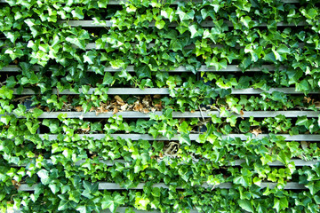 Wall with Leaves and Wood
