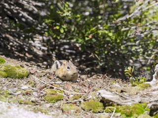 Cute squirrel walking around