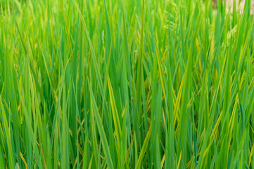 Green rice leaves blades background