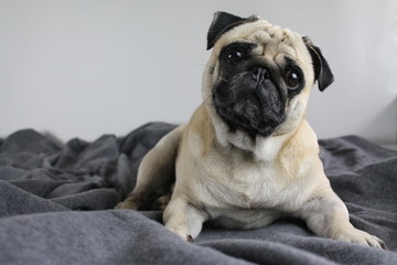 PUG