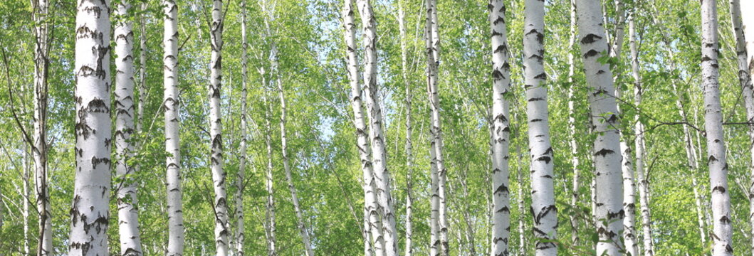 Fototapeta Birch trees trunks. Beautiful panorama.