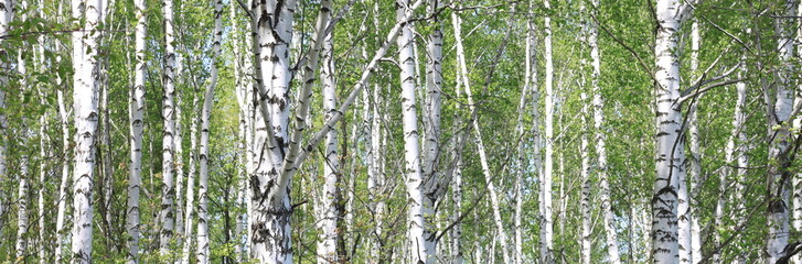 Birch trees trunks. Beautiful panorama.