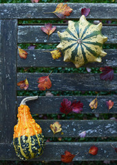 Crown of Thorns and pear-shaped gourd on weathered bench