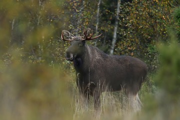 European elk. Moose in the autumn forest.