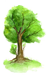 A green tree painted in watercolor on a white background