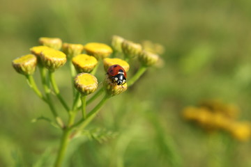 Marienk&auml;fer auf Rainfarn