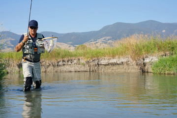 Fly-fisherman catching brown trout in North American river