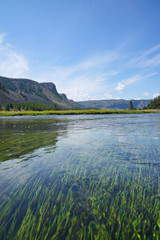 Obraz premium View of Madison river and aquatic plants, Yellowstone Park