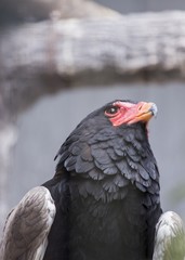 Bateleur (Terathopius ecaudatus)