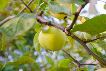 ripe green apple on branch in fruit orchard