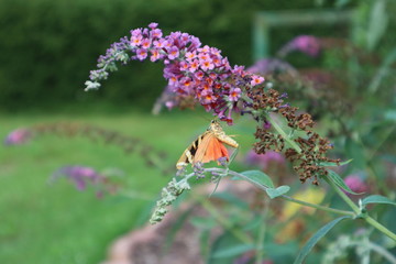 Euplagia quadripunctaria