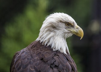 Bald Eagle (Haliaeetus leucocephalus)