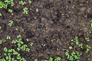 seedlings of radish on the ground