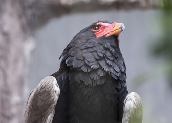 Bateleur (Terathopius ecaudatus)