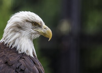 Bald Eagle (Haliaeetus leucocephalus)