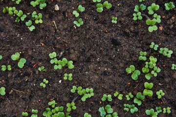 seedlings of radish on the ground