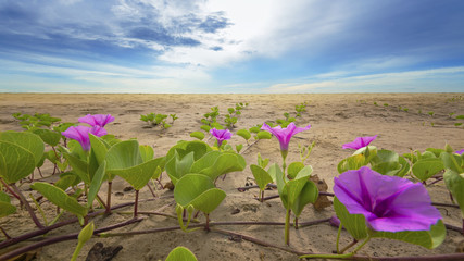 Beach morning glory on the beach on blue sky background in the morning