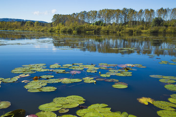 Calm water of a mountain lake on a quiet, sunny autumn day. Water lilies on a smooth surface.