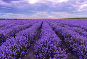 Naklejka na ściany i meble Sunset at lavender field. Rows of blooming lavender.