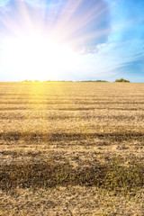 Obraz premium Not collected pods of ripe soybeans after harvest technique.