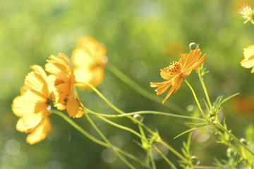 yellow flowers cosmos bloom beautifully to the morning light.