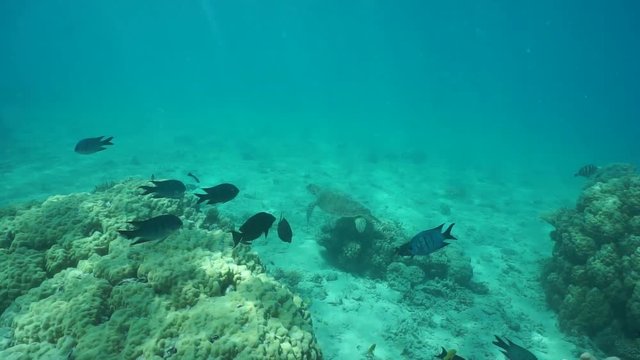 Corals with fishes and a green sea turtle swims over the seabed, underwater scene, lagoon of Grand Terre island in New Caledonia, south Pacific ocean, 60fps
