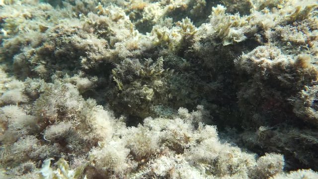 Fish camouflage a black scorpionfish Scorpaena porcus in the algae, underwater scene, Mediterranean sea, Catalonia, Costa Brava, Cap de Creus, Spain, 60fps
