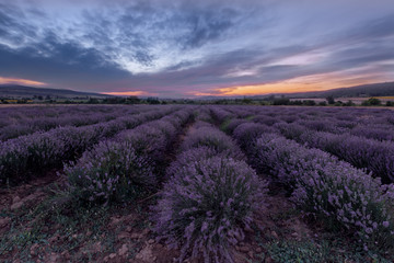 Sunset at lavender field. Rows of blooming lavender.