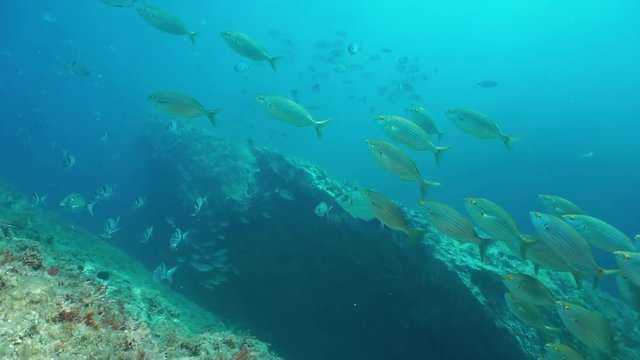 Thriving marine life underwater Mediterranean fishes with goldline sea bream schooling in foreground, marine reserve of Cerbere Banyuls, Pyrenees-Orientales, Roussillon, France, 60fps
