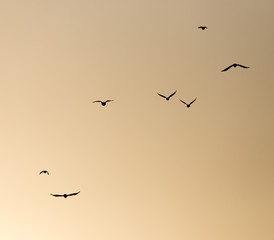 a flock of birds on the golden sunset
