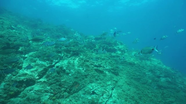 School of fish seabreams with rock in background underwater in the Mediterranean sea, marine reserve of Cerbere Banyuls, Pyrenees-Orientales, Roussillon, France, 60fps
