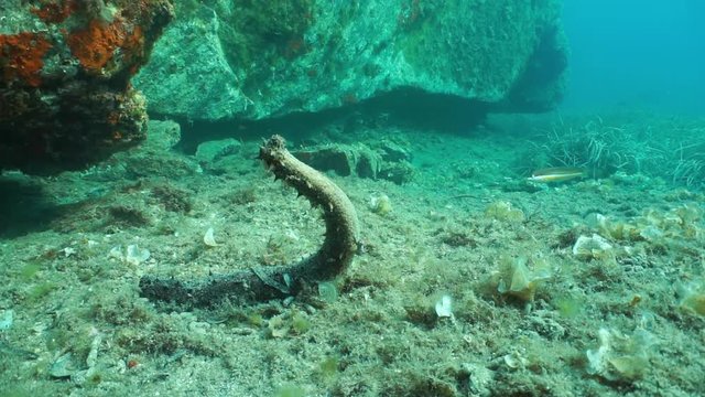 Underwater a sea cucumber Holothuria tubulosa in spawning position and moving its anterior ends up in circle, Mediterranean sea, Catalonia, Cap de Creus, Costa Brava, Spain, 60fps
