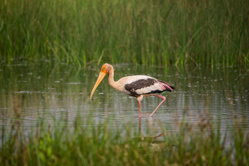 Painted Stork in water